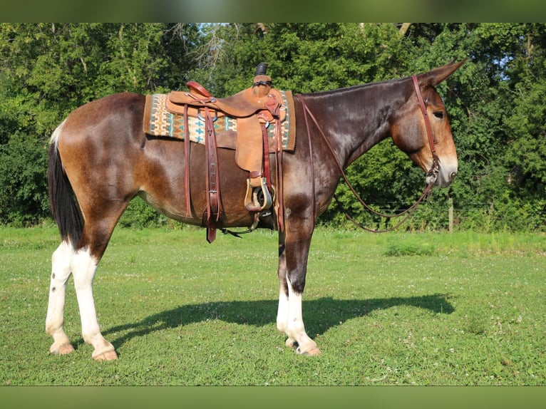 Maultier Stute 9 Jahre 163 cm Rotbrauner in Cannon Falls
