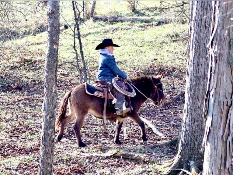 Maultier Stute 9 Jahre 97 cm Rotbrauner in Brooksville KY
