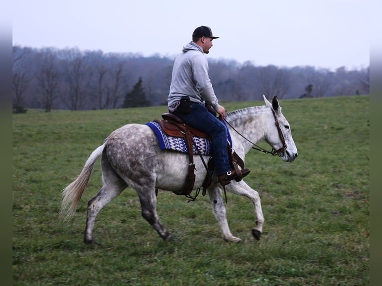 Maultier Stute 9 Jahre Apfelschimmel in Whitley City KY