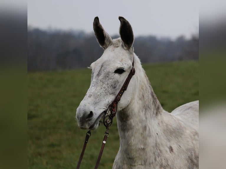 Maultier Stute 9 Jahre Apfelschimmel in Whitley City KY