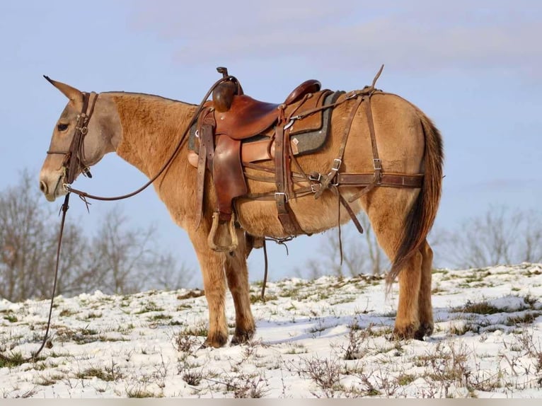 Maultier Stute 9 Jahre Falbe in Brooksville KY