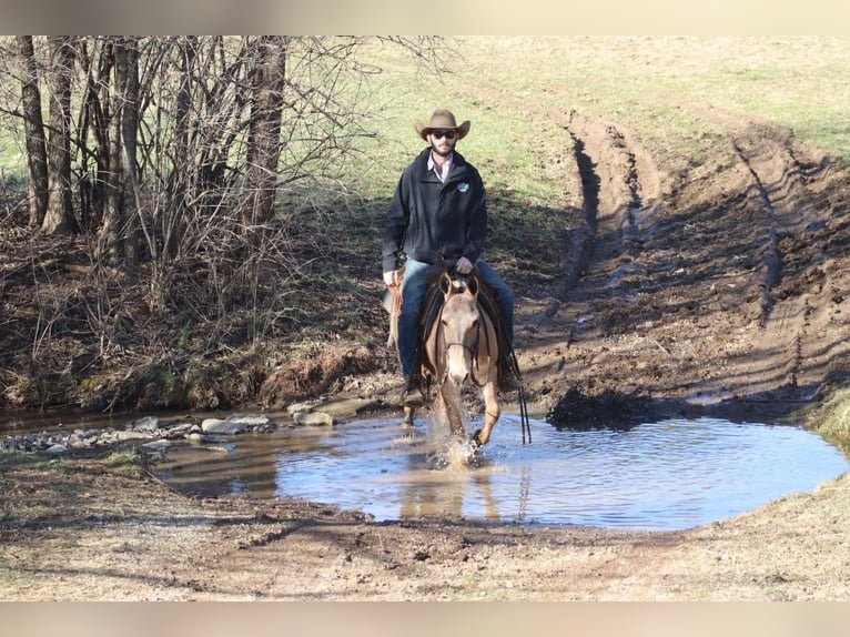 Maultier Stute 9 Jahre Falbe in Brooksville KY