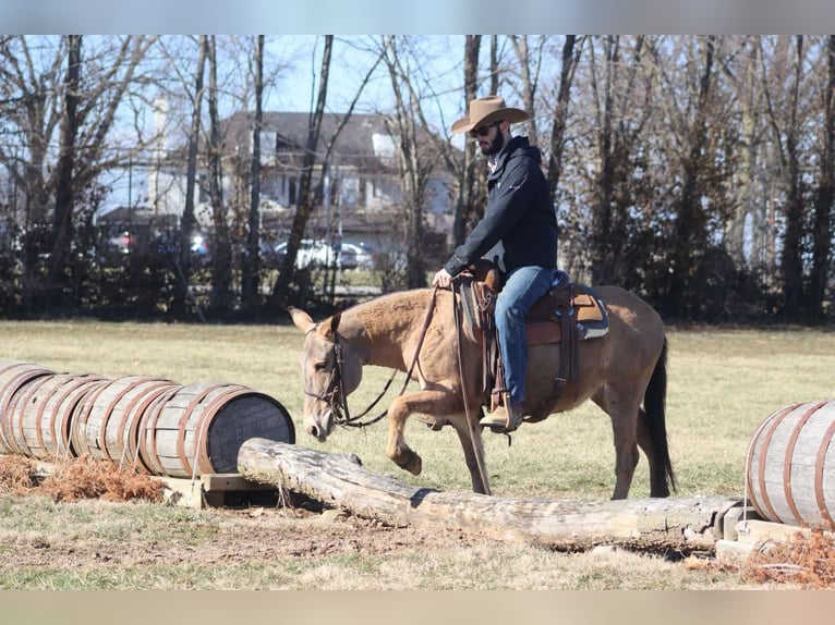 Maultier Stute 9 Jahre Falbe in Brooksville KY