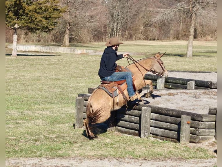 Maultier Stute 9 Jahre Falbe in Brooksville KY