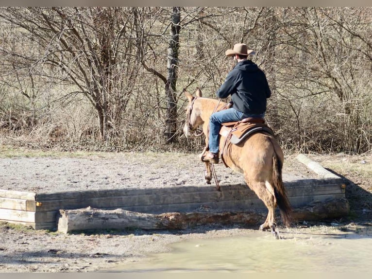 Maultier Stute 9 Jahre Falbe in Brooksville KY