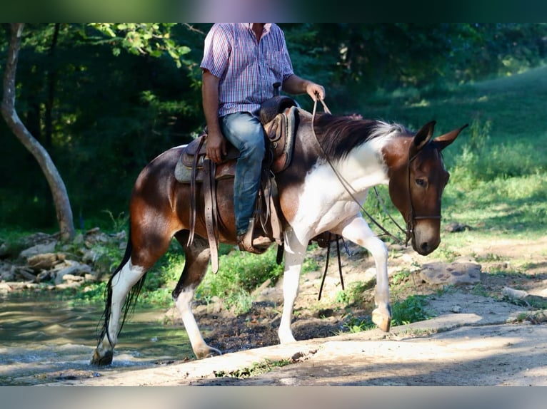 Maultier Stute 9 Jahre Tobiano-alle-Farben in Brooksville Ky