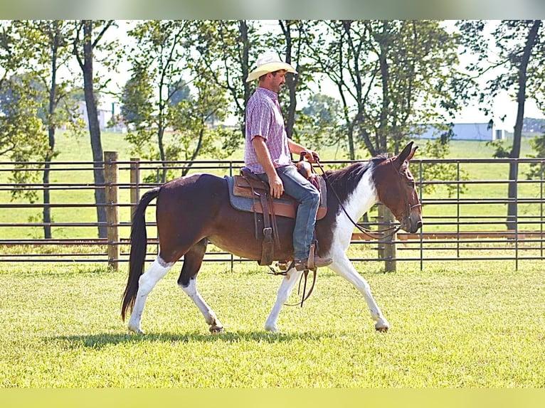 Maultier Stute 9 Jahre Tobiano-alle-Farben in Brooksville Ky