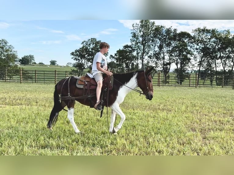 Maultier Stute 9 Jahre Tobiano-alle-Farben in Brooksville Ky