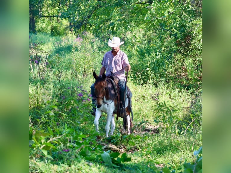 Maultier Stute 9 Jahre Tobiano-alle-Farben in Brooksville Ky