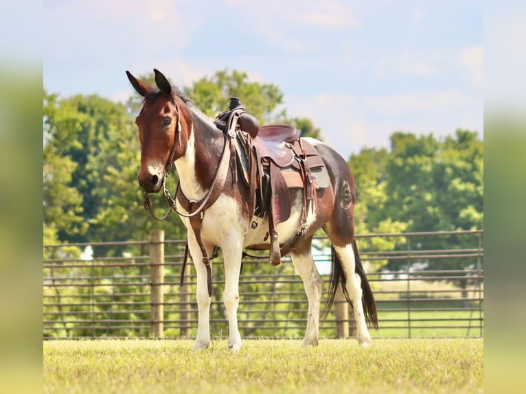 Maultier Stute 9 Jahre Tobiano-alle-Farben in Brooksville Ky