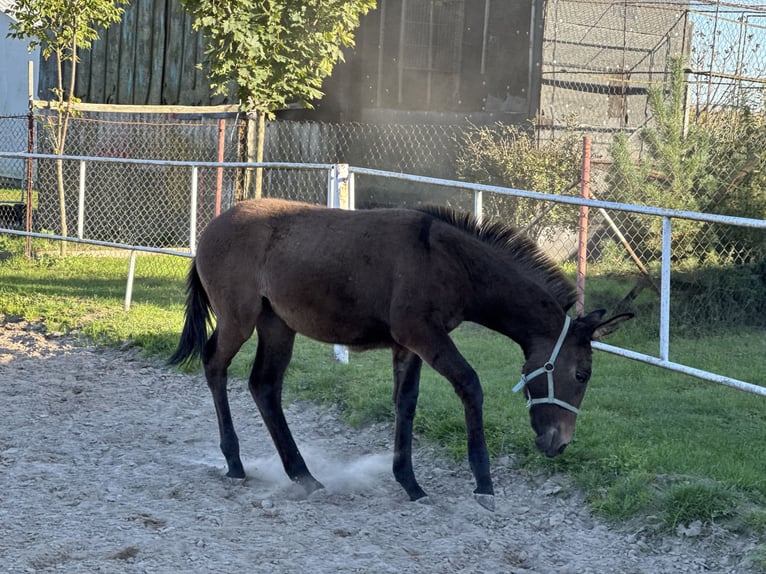 Maultier Stute Fohlen (05/2025) 140 cm Dunkelbrauner in Tadzin