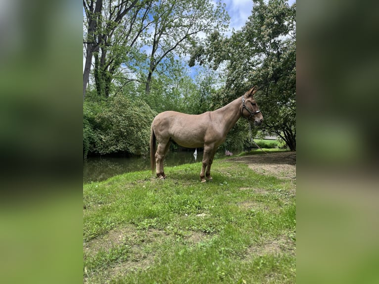 Maultier Wallach 10 Jahre 145 cm Falbe in Cochranville PA