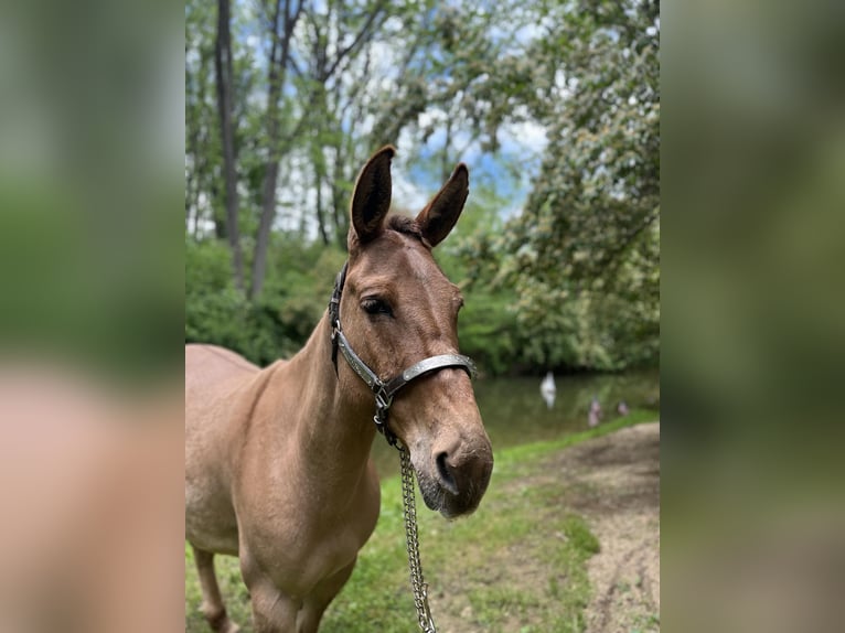 Maultier Wallach 10 Jahre 145 cm Falbe in Cochranville PA