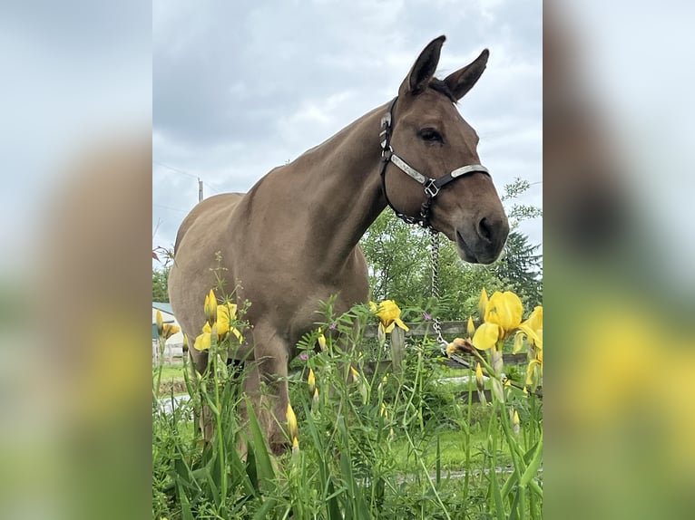 Maultier Wallach 10 Jahre 145 cm Falbe in Cochranville PA