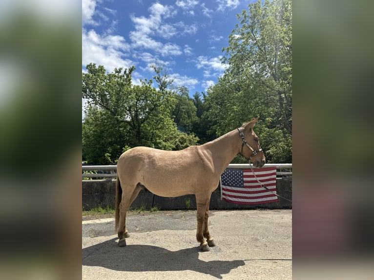 Maultier Wallach 10 Jahre 145 cm Falbe in Cochranville PA