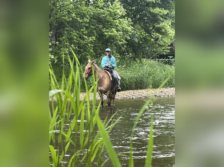 Maultier Wallach 10 Jahre 145 cm Falbe in Cochranville PA