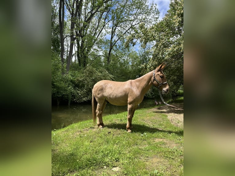 Maultier Wallach 10 Jahre 145 cm Falbe in Cochranville PA