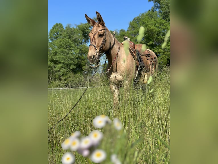 Maultier Wallach 10 Jahre 145 cm Falbe in Cochranville PA