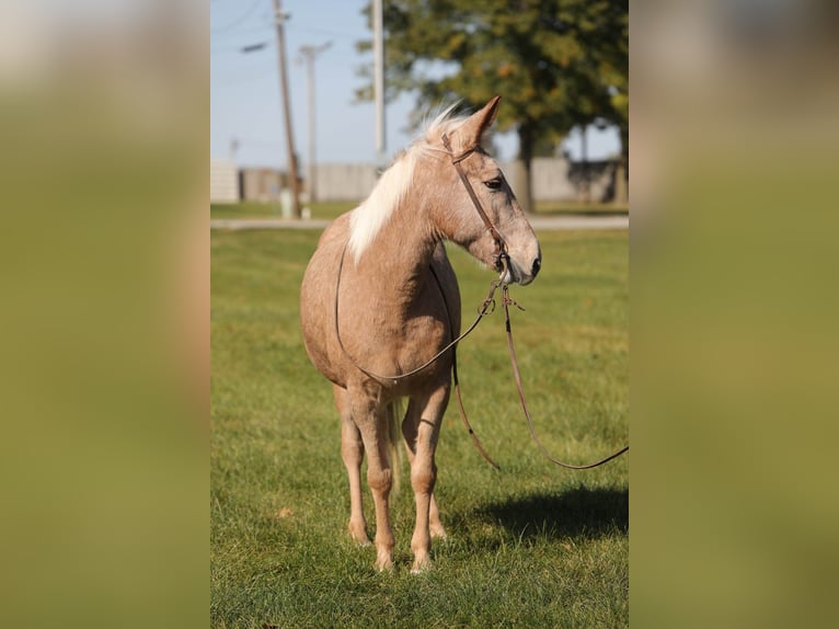Maultier Wallach 10 Jahre 145 cm Palomino in Effingham IL