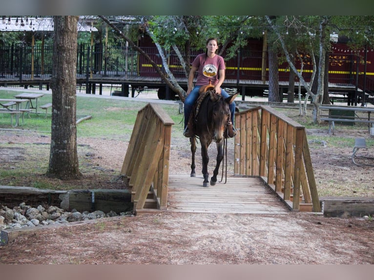 Maultier Wallach 10 Jahre 147 cm Rotbrauner in Rusk TX