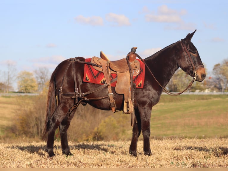 Maultier Wallach 10 Jahre 150 cm Rappe in Brookville KY