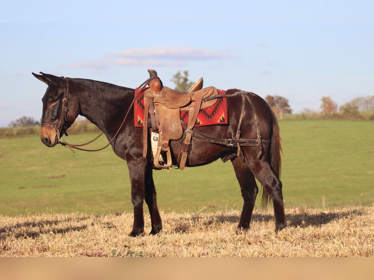 Maultier Wallach 10 Jahre 150 cm Rappe in Brookville KY