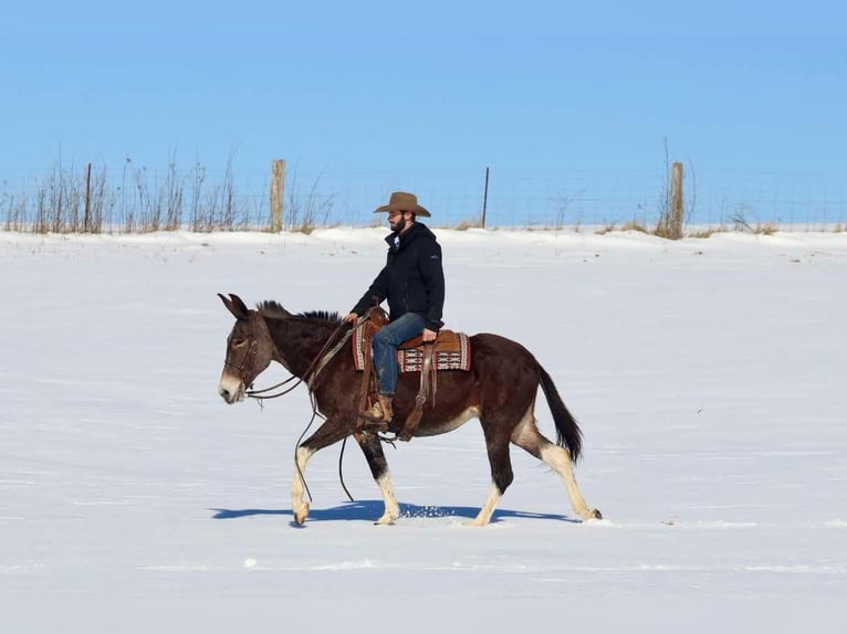 Maultier Wallach 10 Jahre 157 cm Rotbrauner in Brooksville KY