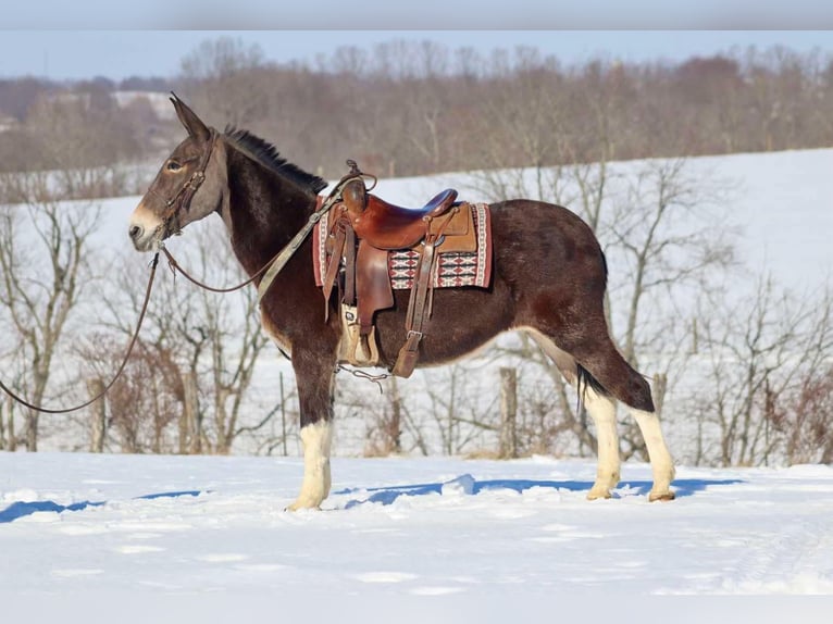 Maultier Wallach 10 Jahre 157 cm Rotbrauner in Brooksville KY