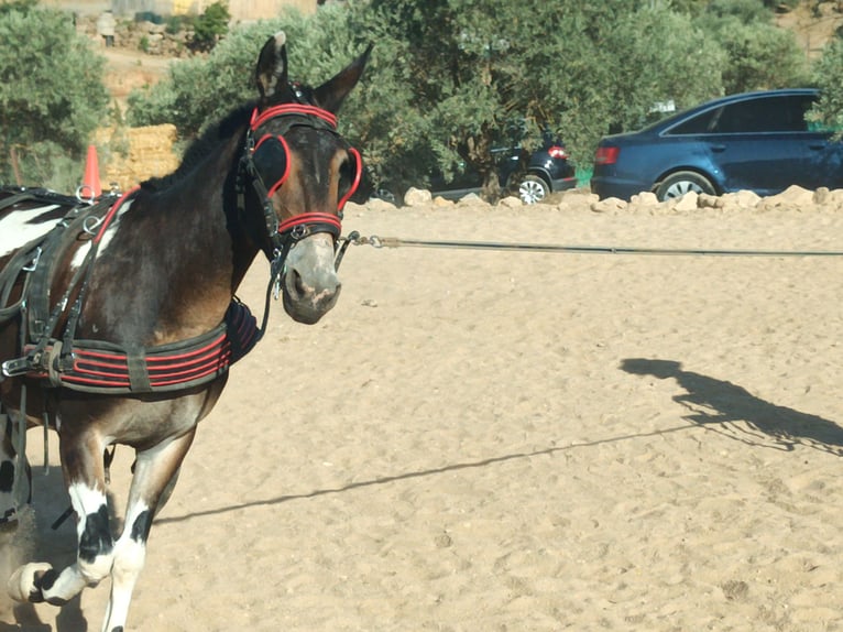 Maultier Wallach 10 Jahre 165 cm Schecke in Villanueva Del Trabuco