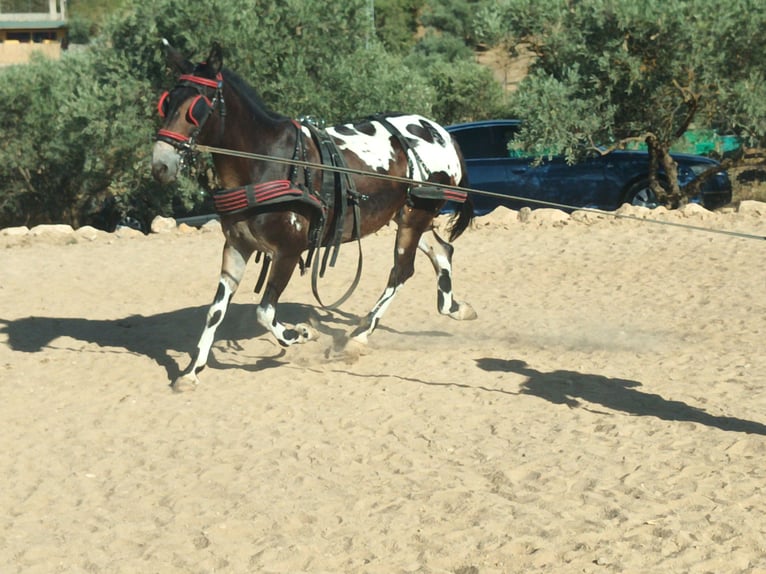 Maultier Wallach 10 Jahre 165 cm Schecke in Villanueva Del Trabuco