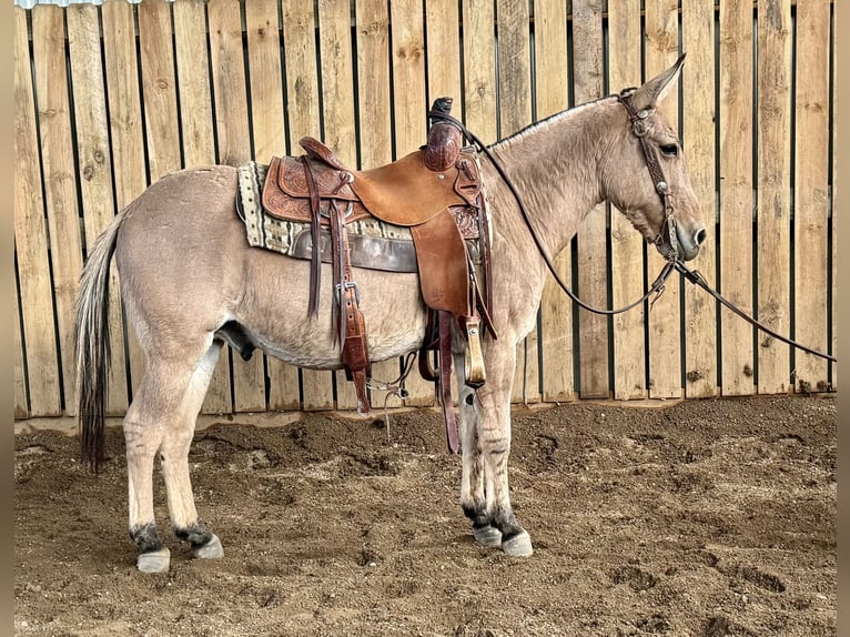 Maultier Wallach 11 Jahre 132 cm Falbe in Cannon Falls