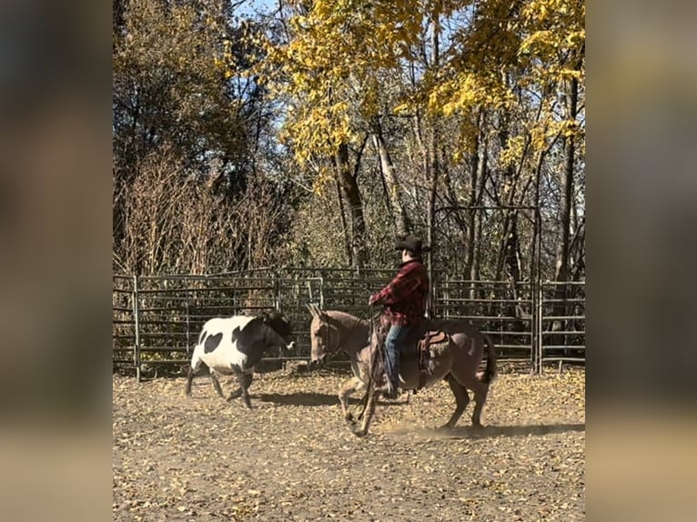 Maultier Wallach 11 Jahre 132 cm Falbe in Cannon Falls