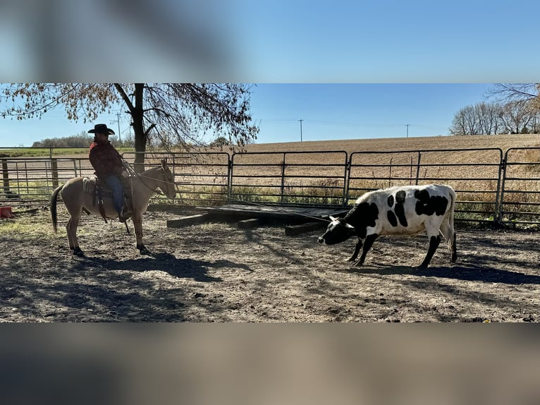 Maultier Wallach 11 Jahre 132 cm Falbe in Cannon Falls