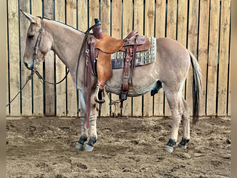 Maultier Wallach 11 Jahre 132 cm Falbe in Cannon Falls