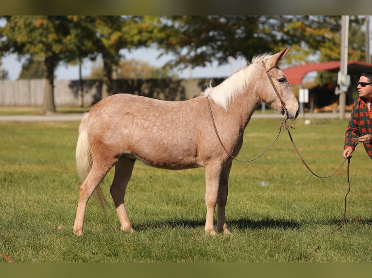 Maultier Wallach 11 Jahre 145 cm Palomino in Effingham IL