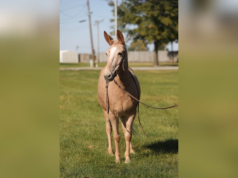 Maultier Wallach 11 Jahre 145 cm Palomino in Effingham IL