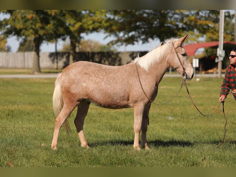 Maultier Wallach 11 Jahre 145 cm Palomino in Effingham IL