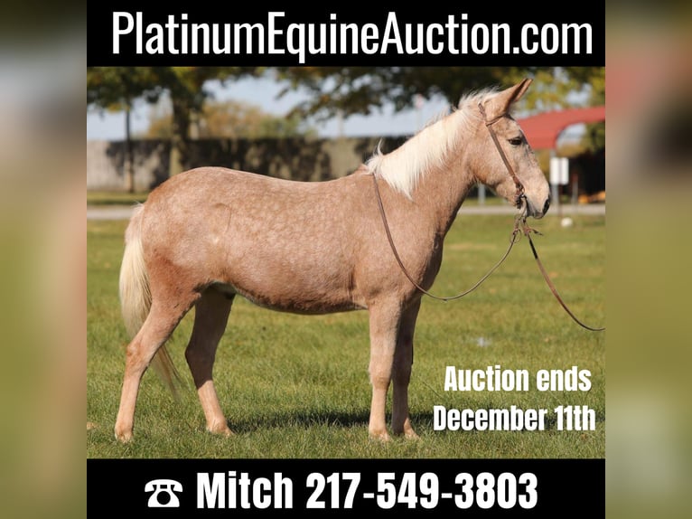 Maultier Wallach 11 Jahre 145 cm Palomino in Effingham IL