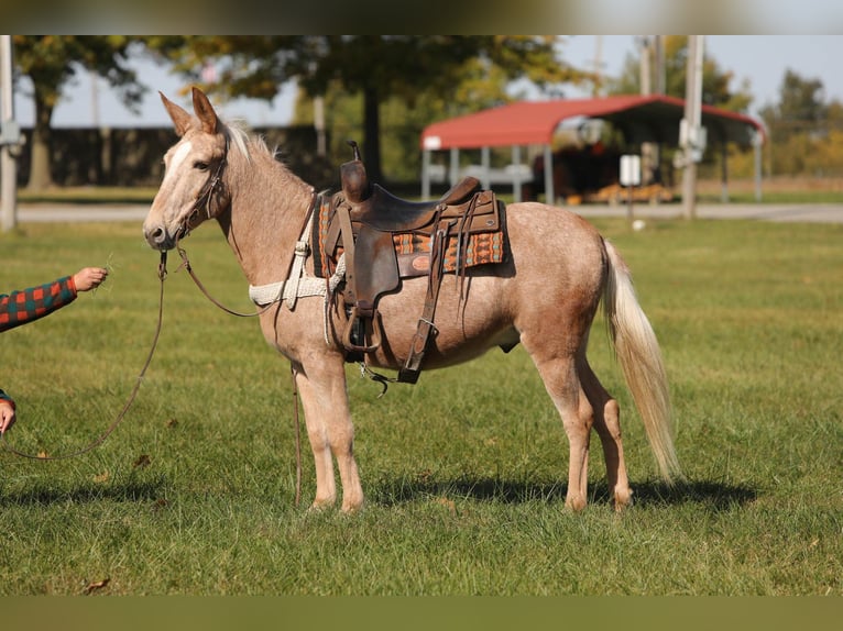 Maultier Wallach 11 Jahre 145 cm Palomino in Effingham IL