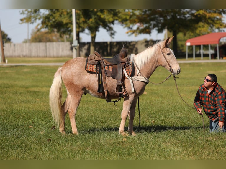 Maultier Wallach 11 Jahre 145 cm Palomino in Effingham IL