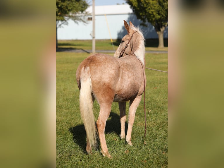 Maultier Wallach 11 Jahre 145 cm Palomino in Effingham IL