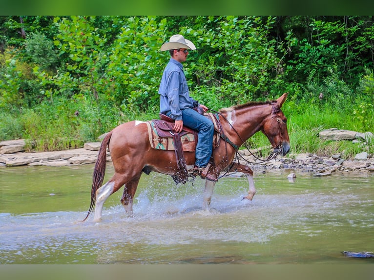 Maultier Wallach 11 Jahre 147 cm Red Dun in Flemingsburg Ky