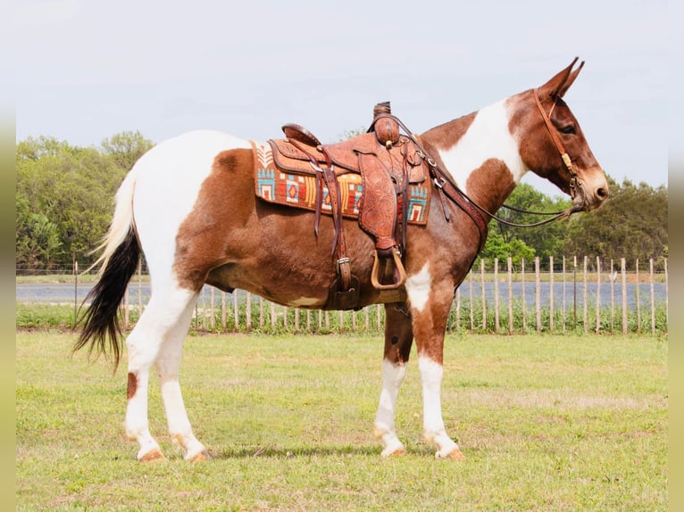 Maultier Wallach 11 Jahre 152 cm Schecke in Buffalo, WY
