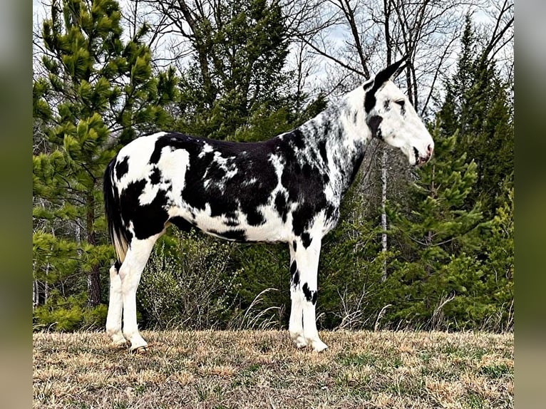Maultier Wallach 11 Jahre 152 cm Tobiano-alle-Farben in Whitley City KY