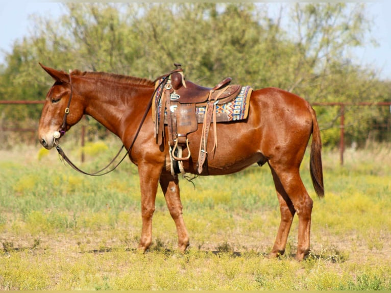 Maultier Wallach 11 Jahre 155 cm Rotfuchs in Stephenville TX