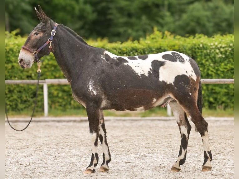 Maultier Wallach 11 Jahre 160 cm Tigerschecke in Neustadt (Wied)