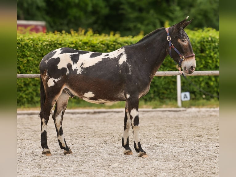 Maultier Wallach 11 Jahre 160 cm Tigerschecke in Neustadt (Wied)