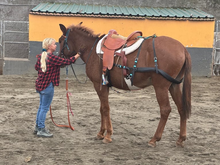 Maultier Wallach 11 Jahre 165 cm Fuchs in EL Sauzal