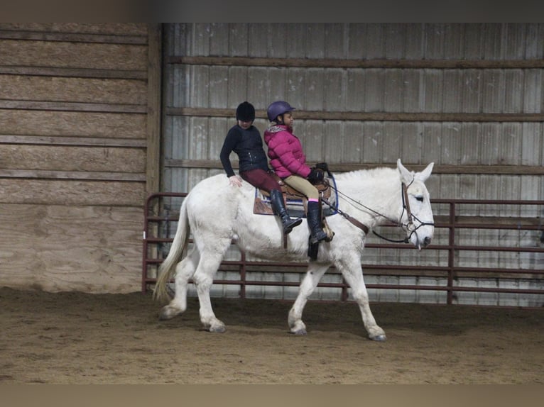 Maultier Wallach 11 Jahre 170 cm White in Highland MI