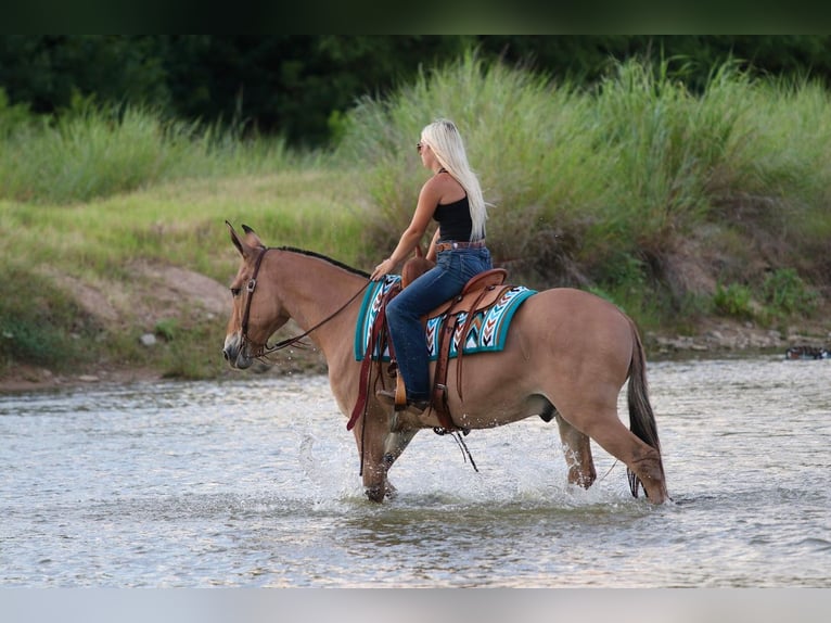 Maultier Wallach 11 Jahre Falbe in Mineral Wells